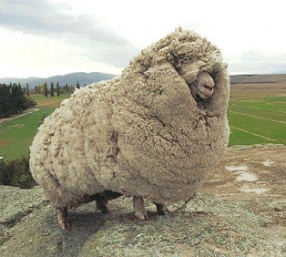 Photo of the sheep Shrek whose wool wasn't shorn for 6 years